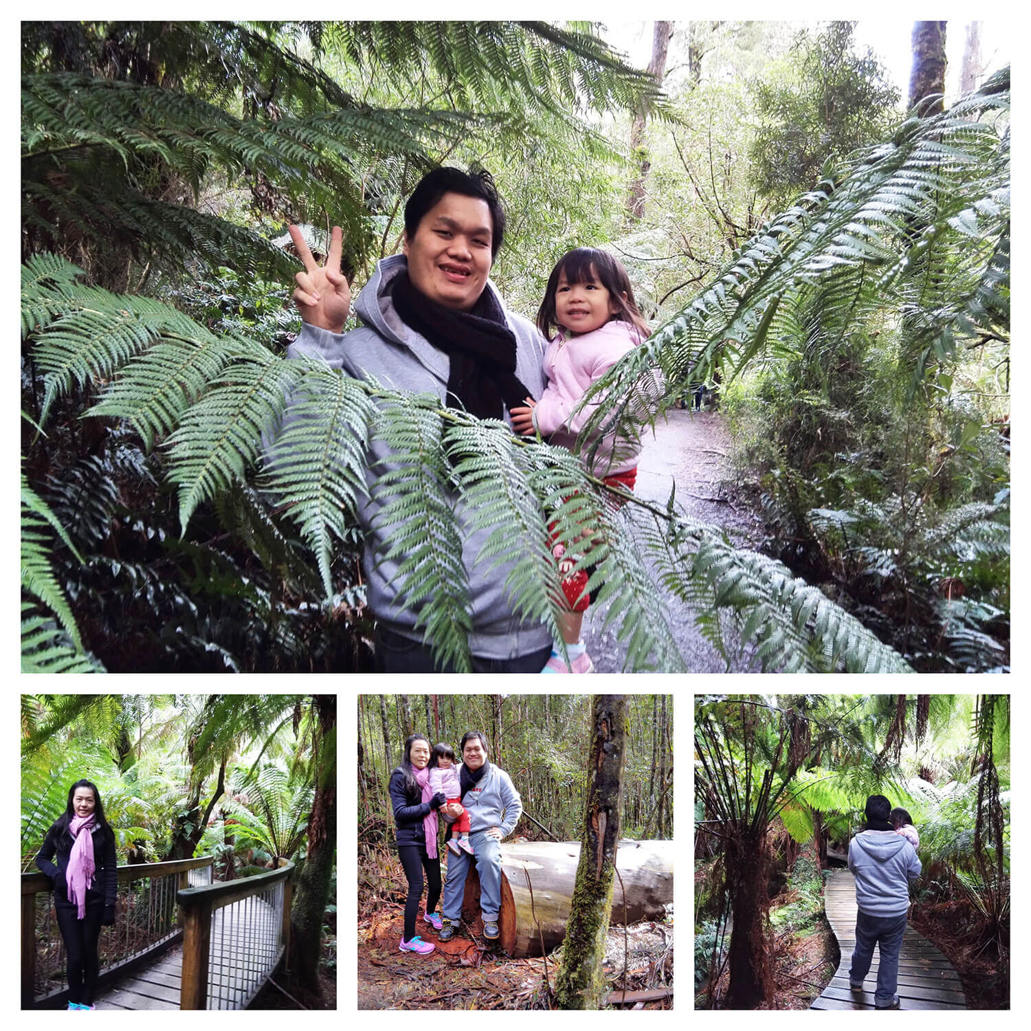 【墨爾本自由行攻略】7天6夜澳洲墨爾本自駕游一篇搞定!Melbourne 16 Maits Rest Rainforest