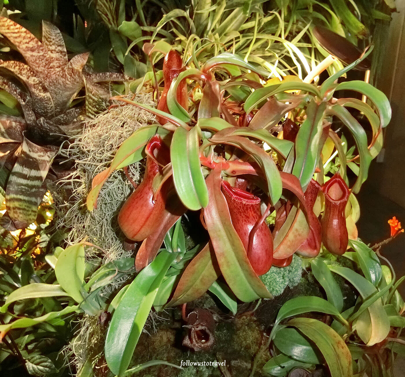 新加坡滨海湾花园云雾林猪笼草