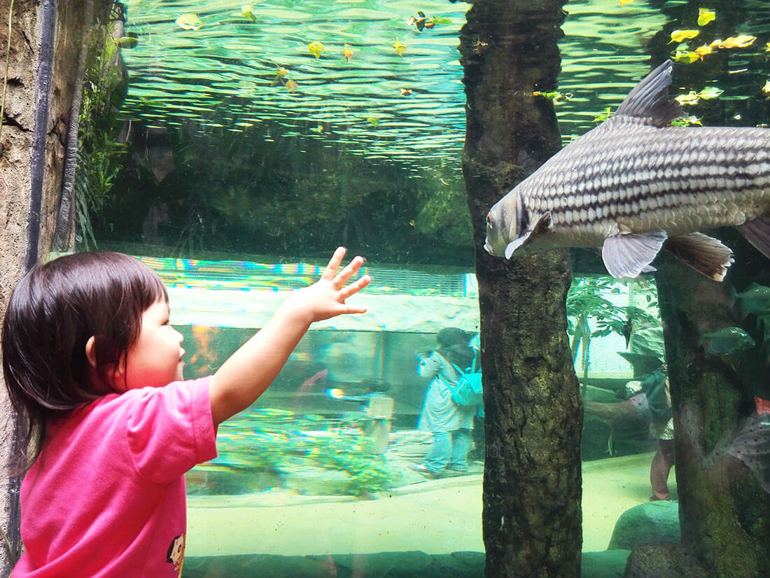 蘭卡威景點蘭卡威海底世界水族館