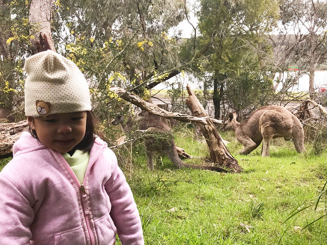 【墨爾本自由行攻略】7天6夜澳洲墨爾本自駕游一篇搞定!Melbourne 10 墨尔本景点 Lysterfield Park