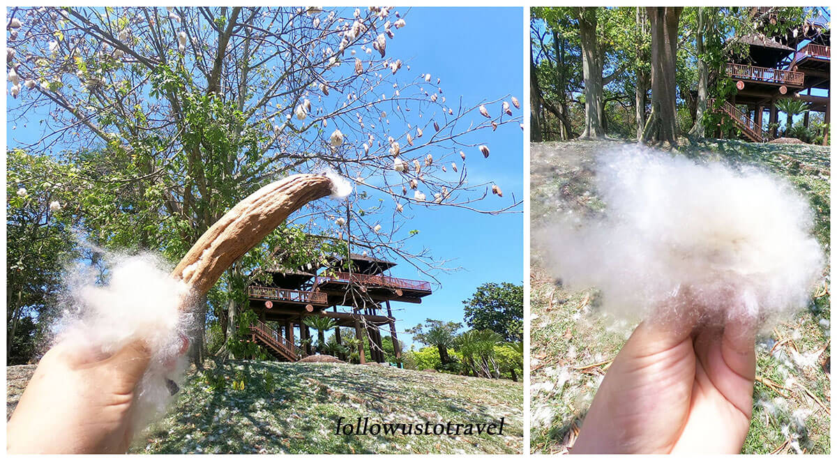 布城湿地公园木棉树