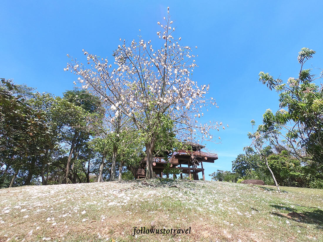 布城景点湿地公园木棉树