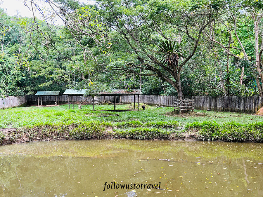 沙巴景点 沙巴动物园 Lok Kawi Wildlife Park
