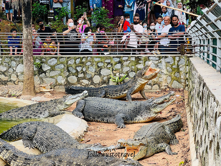 taman buaya melaka crocodile feeding