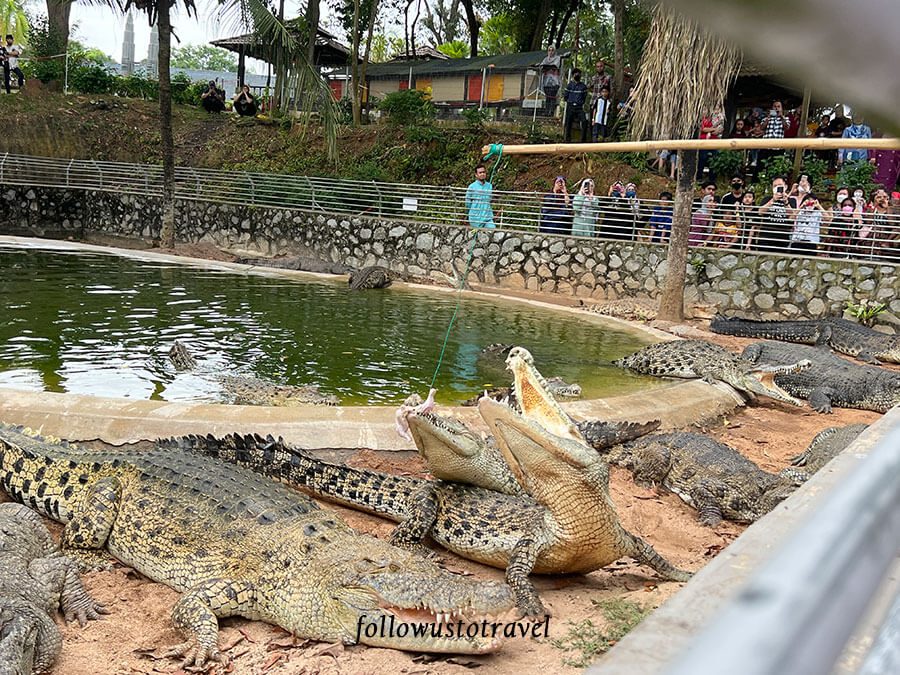 taman buaya melaka crocodile feeding