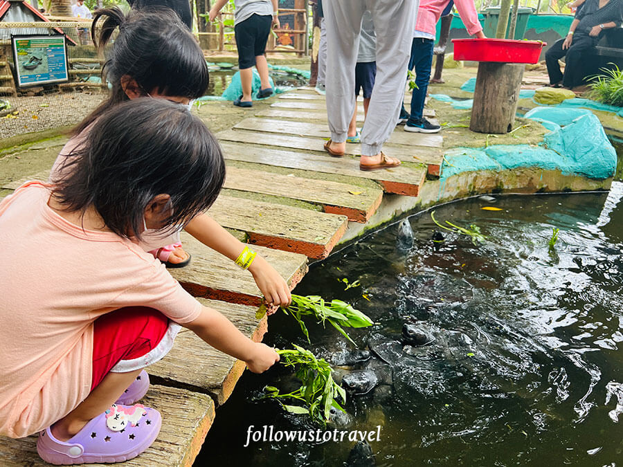 馬六甲鱷魚公園 pulau kura-kura