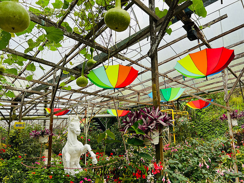 金马伦景点玫瑰山谷