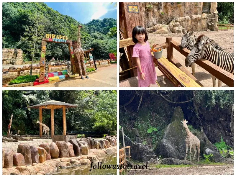 怡保迷失樂園長頸鹿