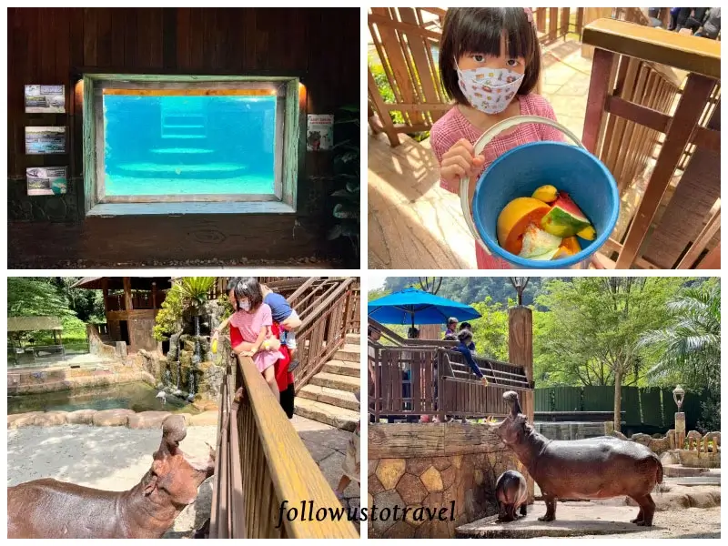 迷失樂園河馬王國 Hippo Kingdom