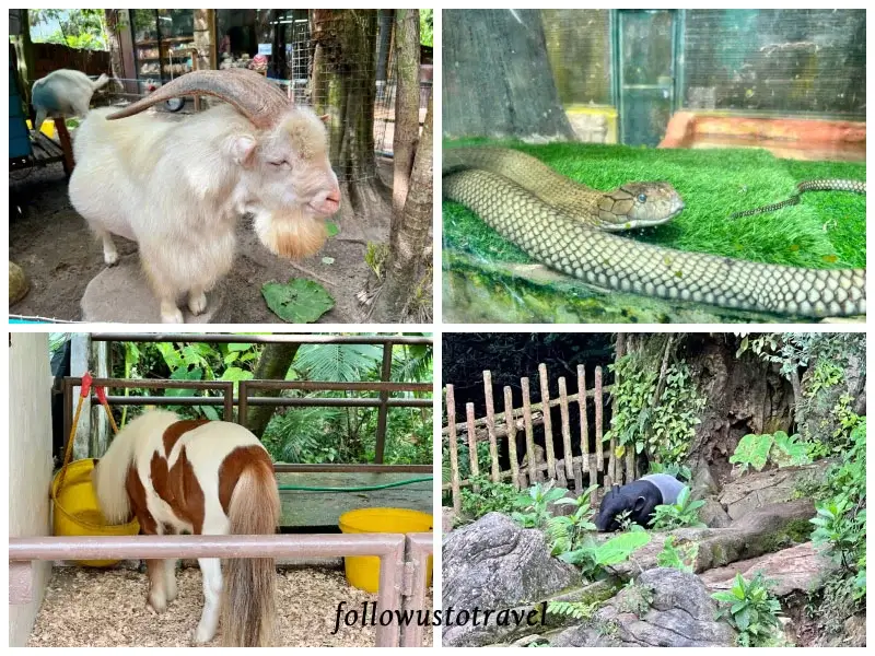 迷失樂園 petting zoo