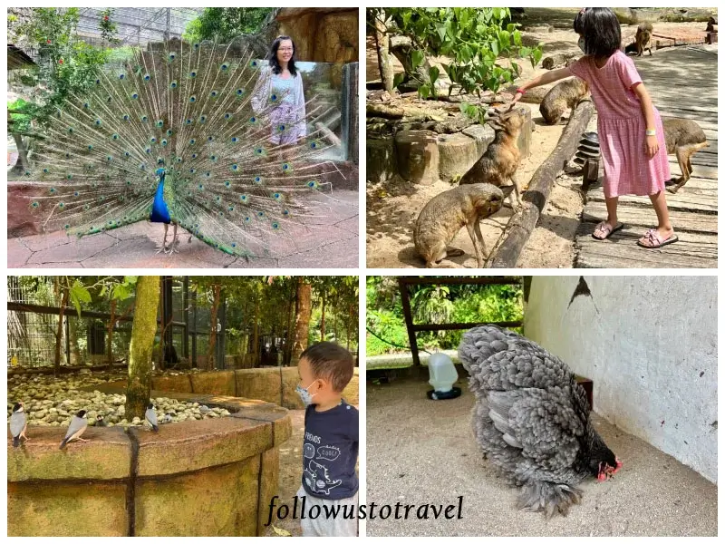 怡保迷失樂園 petting zoo