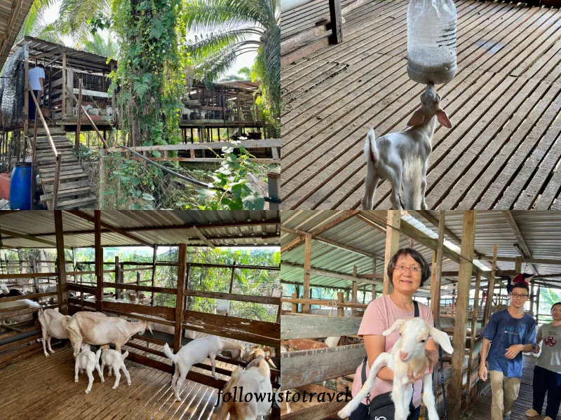 Sitiawan實兆遠景點飛鷹農場
