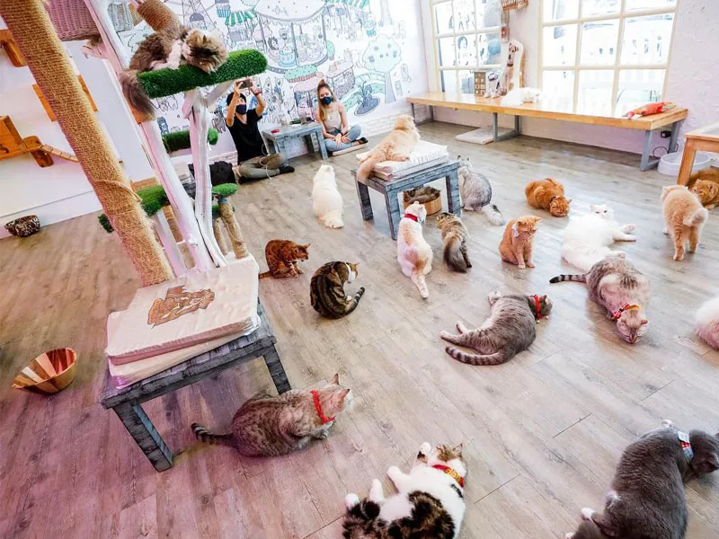 Ratchathewi 拉差裡威站咖啡廳 Caturday Cat Cafe