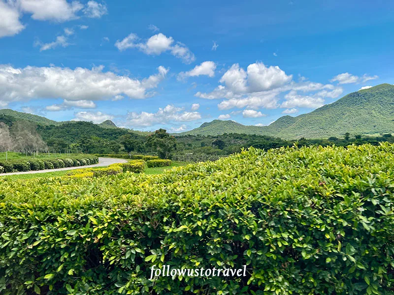 華欣景點華欣葡萄酒莊 Monsoon Valley Vineyard