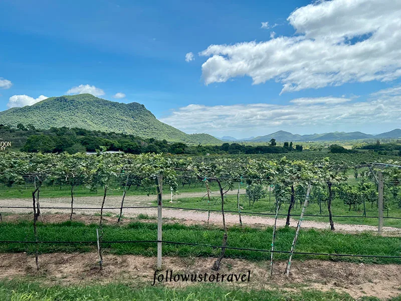 華欣景點華欣葡萄酒莊 Monsoon Valley Vineyard