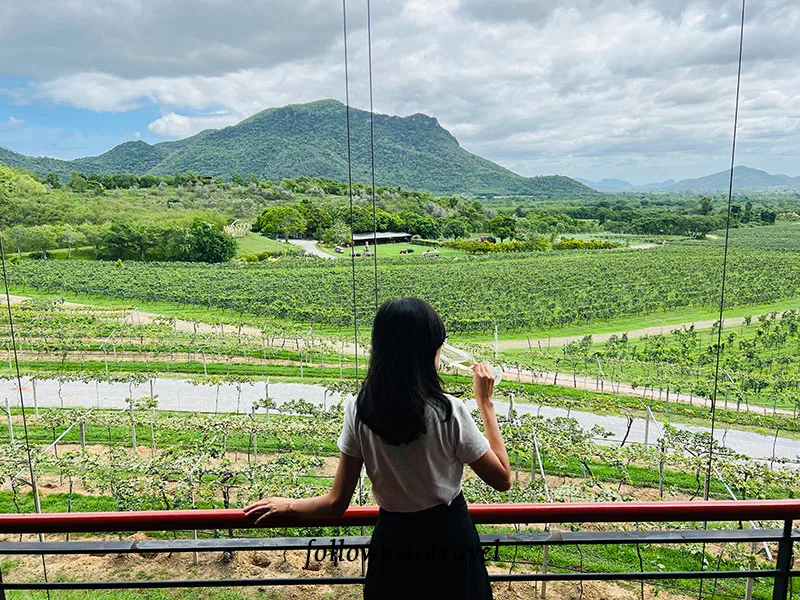 華欣景點華欣葡萄酒莊 Monsoon Valley Vineyard