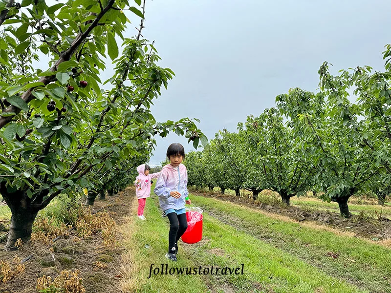 墨爾本景點 CherryHill Orchards 實現櫻桃自由