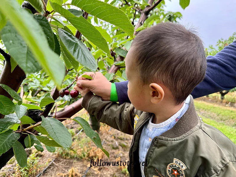 墨爾本景點 CherryHill Orchards 體驗採摘櫻桃