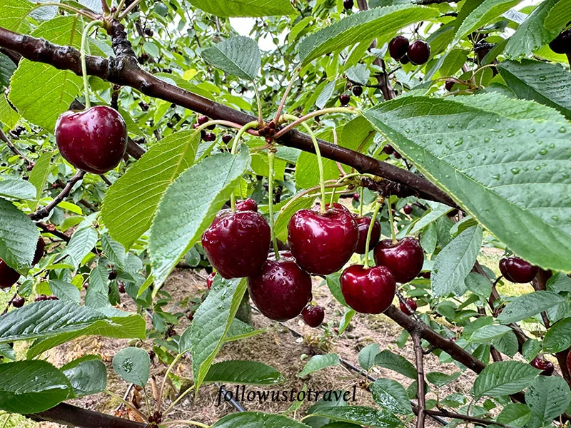 墨爾本景點 CherryHill Orchards 實現櫻桃自由