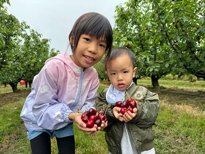墨爾本景點 CherryHill Orchards 體驗採摘櫻桃
