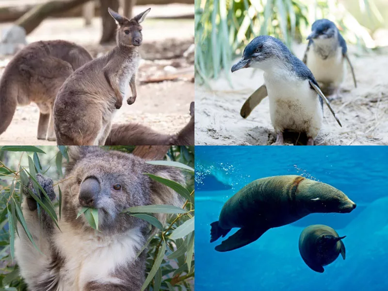 墨爾本景點墨爾本動物園 Melbourne Zoo
