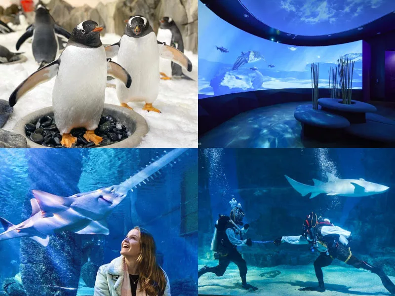 墨爾本景點墨爾本海洋生物水族館 SEA LIFE Melbourne Aquarium