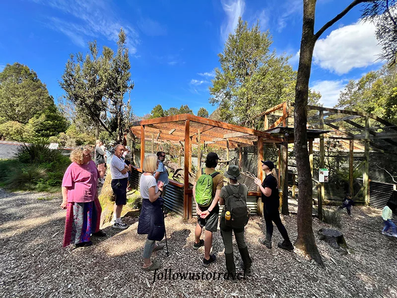 塔斯馬尼亞惡魔 搖籃山看袋獾 devils at cradle