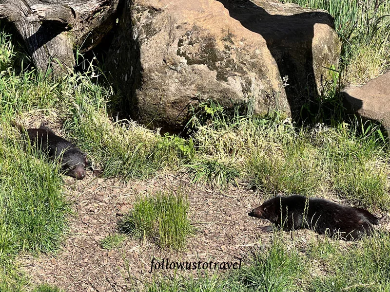 塔斯馬尼亞惡魔 搖籃山看袋獾 devils at cradle