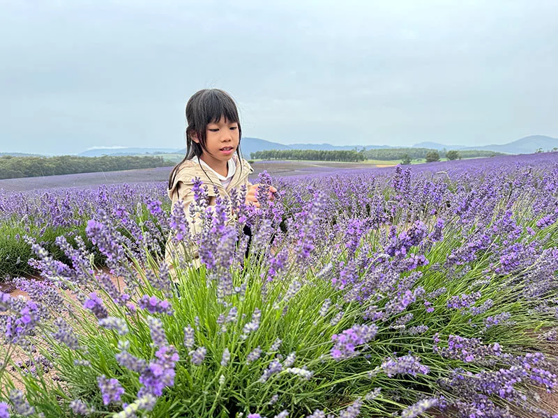 塔斯馬尼亞自由行 塔斯馬尼亞景點飄絲薰衣草莊園 Bridestowe Lavender Estate