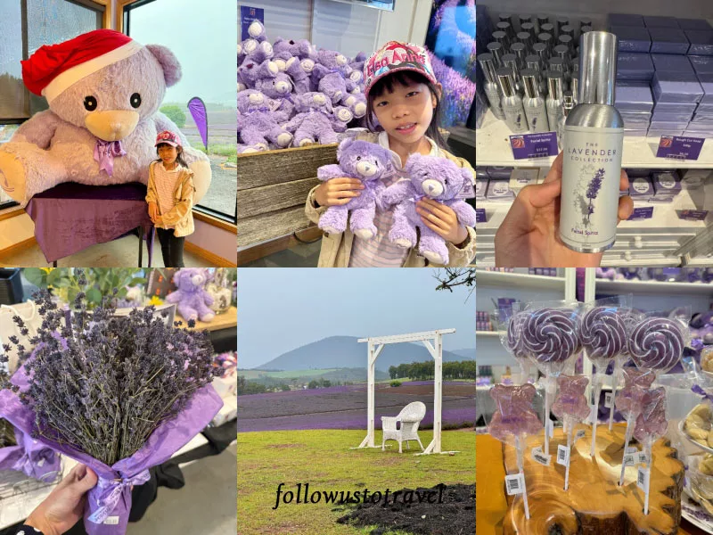 塔斯馬尼亞自由行 塔斯馬尼亞景點飄絲薰衣草莊園 Bridestowe Lavender Estate