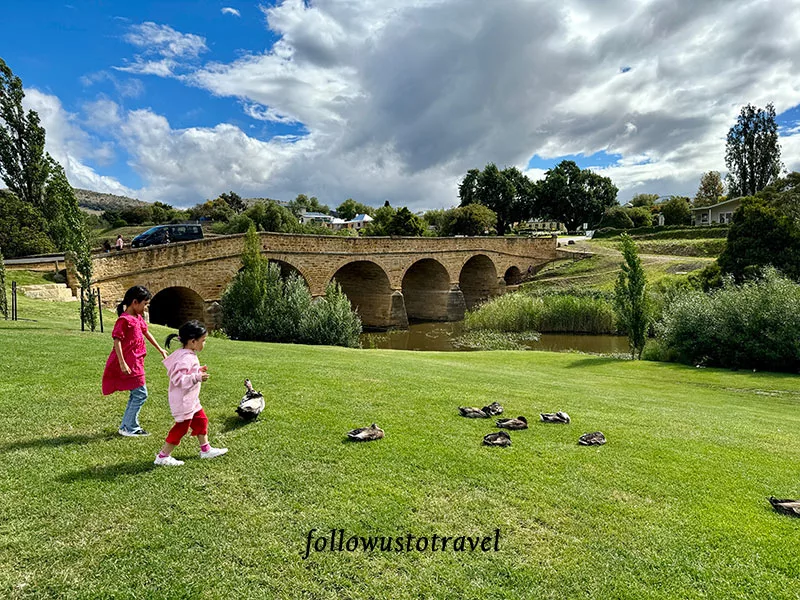 里奇蒙橋鴨子 Richmond Bridge