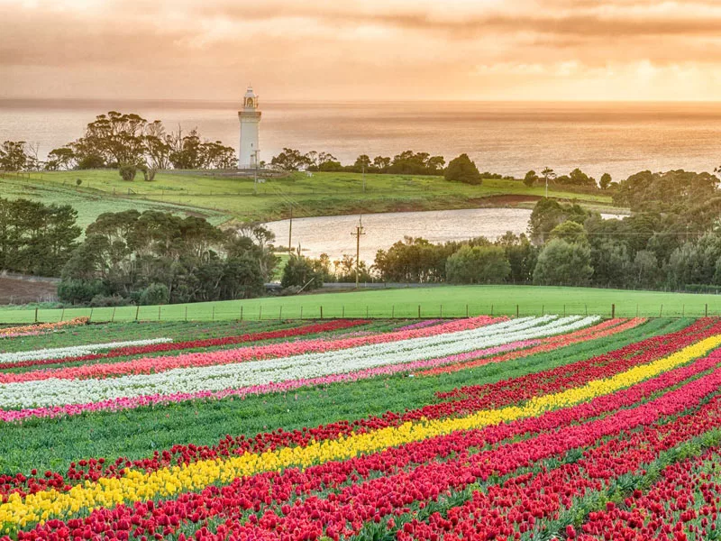 塔斯馬尼亞景點鬱金香花田 Table Cape Tulip Farm