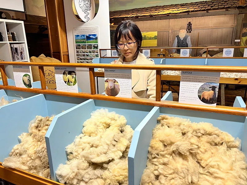 塔斯馬尼亞景點 Tasmanian Wool Centre