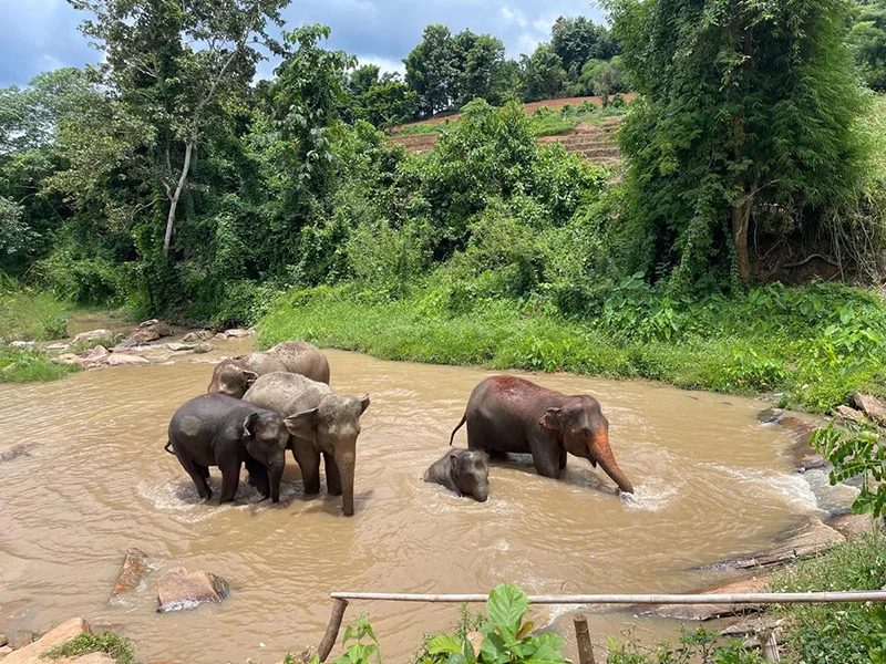 大象叢林保護區幫大象洗澡