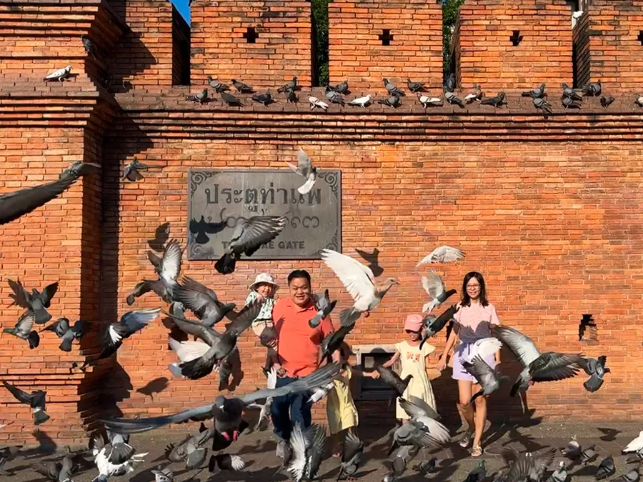 清邁古城牆鴿子