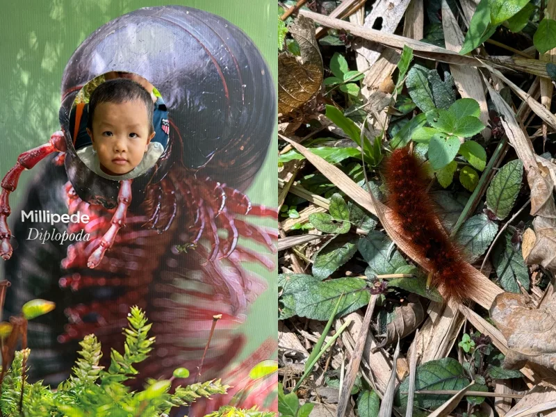 升旗山生態公園森林吊橋