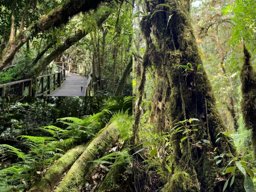 Ang Ka Nature Trail 茵他儂國家公園步道
