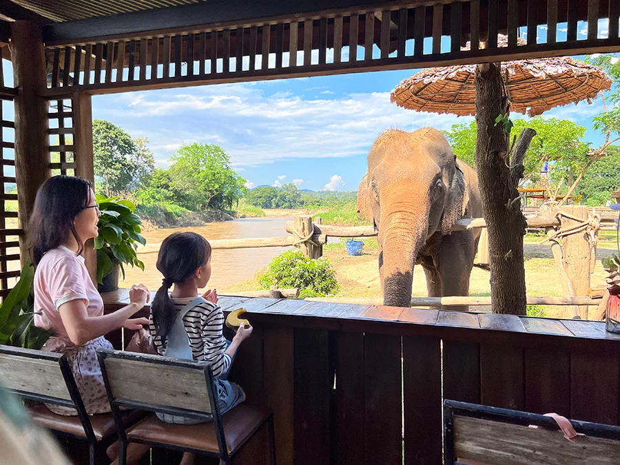 大象咖啡廳Good Drink Good Cups at Maetang