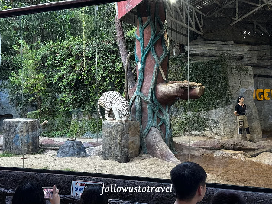 老虎秀 Tiger Show