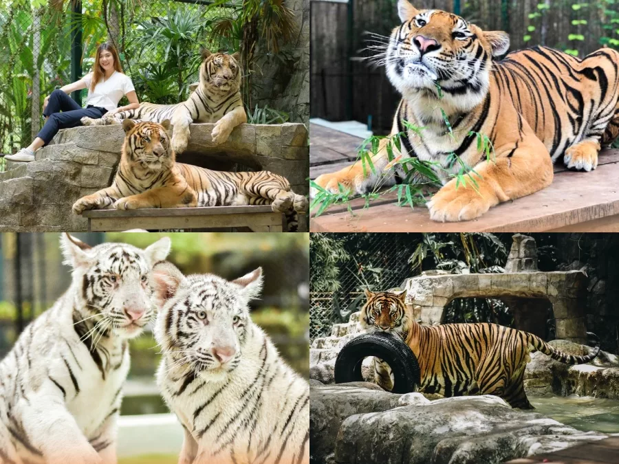 老虎王國 Tiger Kingdom 