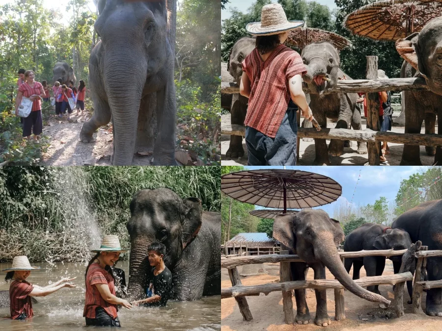 清邁親子景點 Maerim Elephant Home 大象體驗營