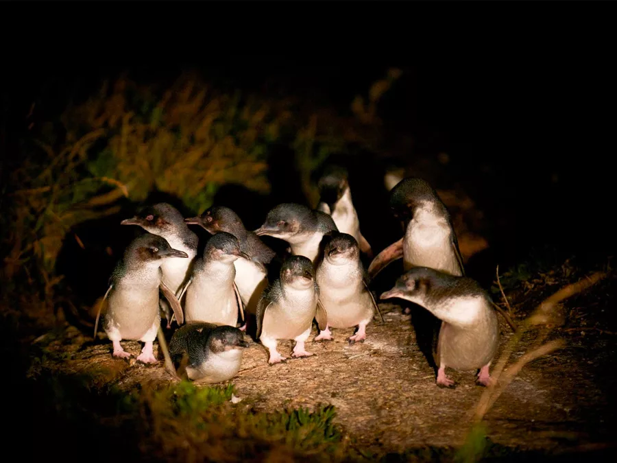 Bicheno Penguin Tours