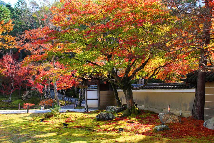 【2025京都楓葉】最新紅葉時間情報!15個京都賞楓景點&行程規劃整理 5 高台寺