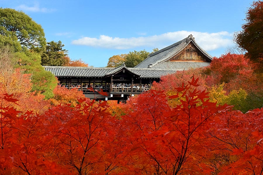 【2025京都楓葉】最新紅葉時間情報!15個京都賞楓景點&行程規劃整理 3 東福寺