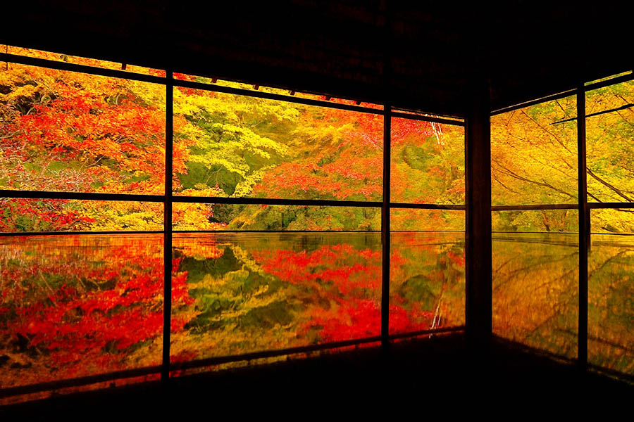 【2025京都楓葉】最新紅葉時間情報!15個京都賞楓景點&行程規劃整理 11 琉璃光院