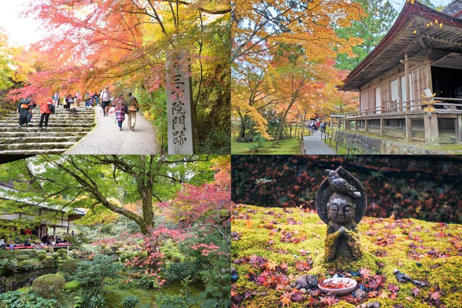 【2025京都楓葉】最新紅葉時間情報!15個京都賞楓景點&行程規劃整理 16 三千院