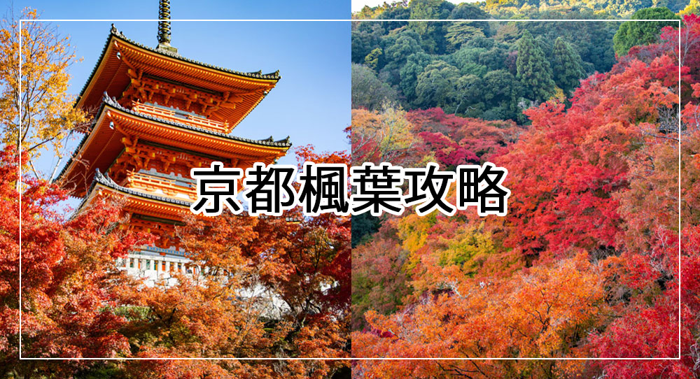 京都楓葉攻略