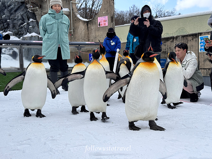 旭山動物園企鵝