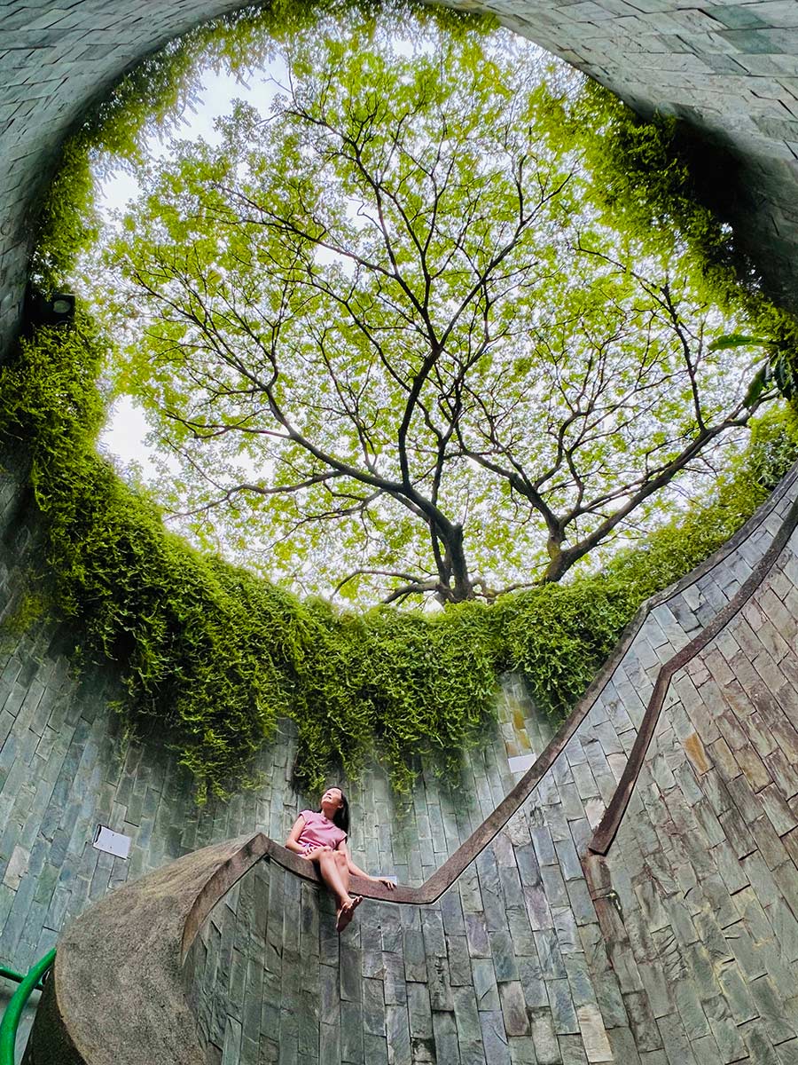 網紅樹洞螺旋階梯