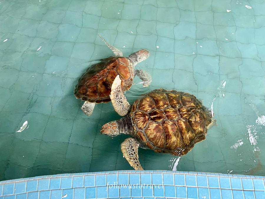 海龜